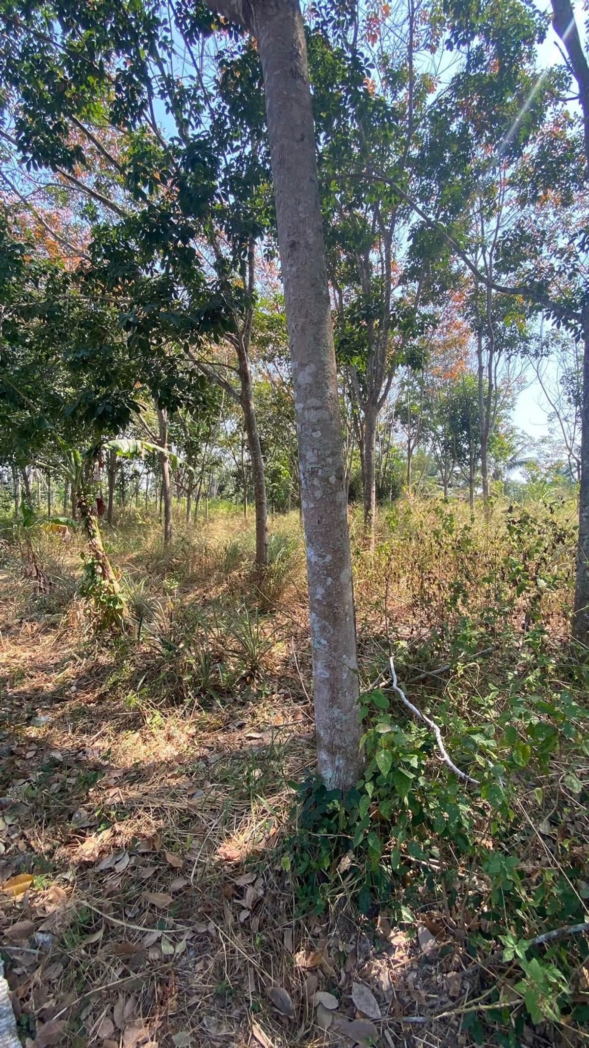 2 rai of land for sale, Hin Lek, Hua Hin, Prachuap – รูปที่ 3