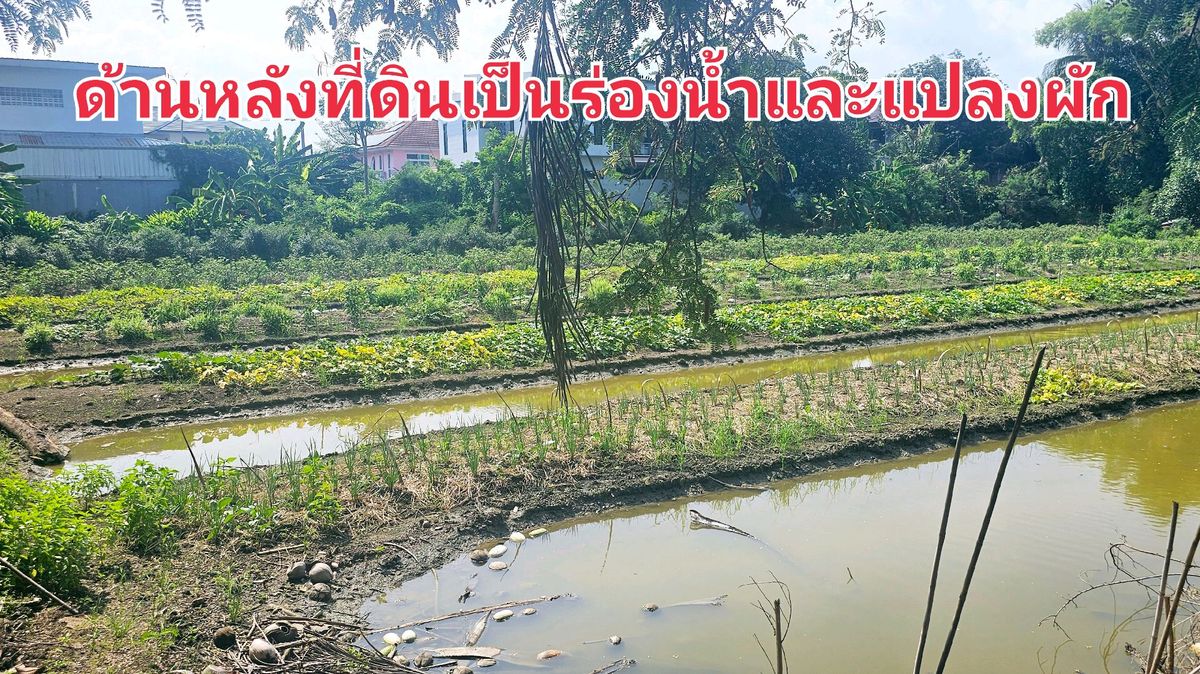 ขายถูก ที่ดิน 184 ตรว.พุทธมณฑลสาย1ตลิ่งชัน กทม – รูปที่ 4