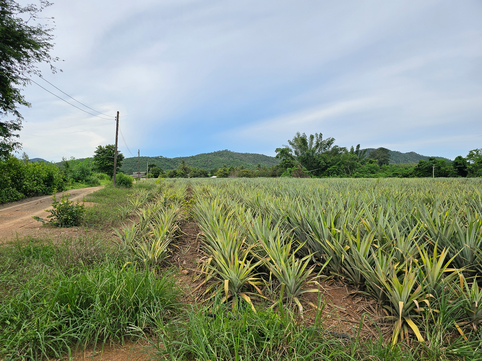 Land for sale of 9 rai 96 square square meters, Kaeng Krachan, Phetchaburi, on the Khao Nam Nam Phin Road, with near Kaeng Krachan National Park. In the community  