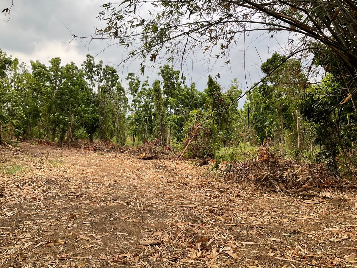 📣 ขายที่ดินแปลงสวย ถมแล้ว  📍 ที่ตั้ง: ทุ่งน้อย นครปฐม 🚗 ติดถนนใหญ่ ถวิลทวีพัฒนา 🌟 ใกล้ทางขึ้น-ลงมอเตอร์เวย์ M81  – รูปที่ 3