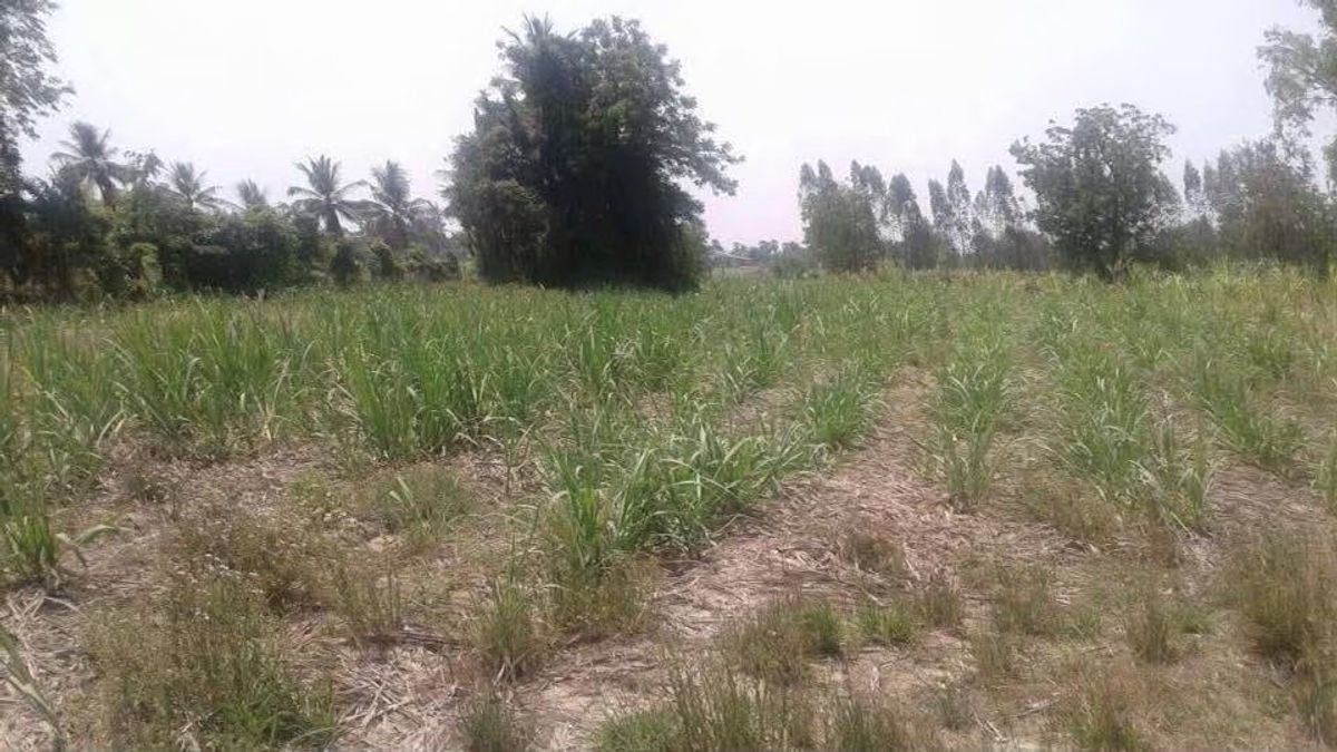 Quick sale of 7 rai of agricultural land, Nong Kai Temple, Nong Sano Lao Kwan, Kanchanaburi – รูปที่ 4