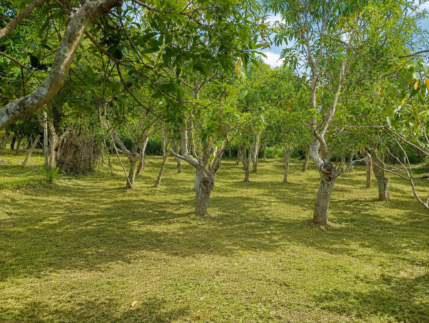 Land for sale with mango garden – รูปที่ 2