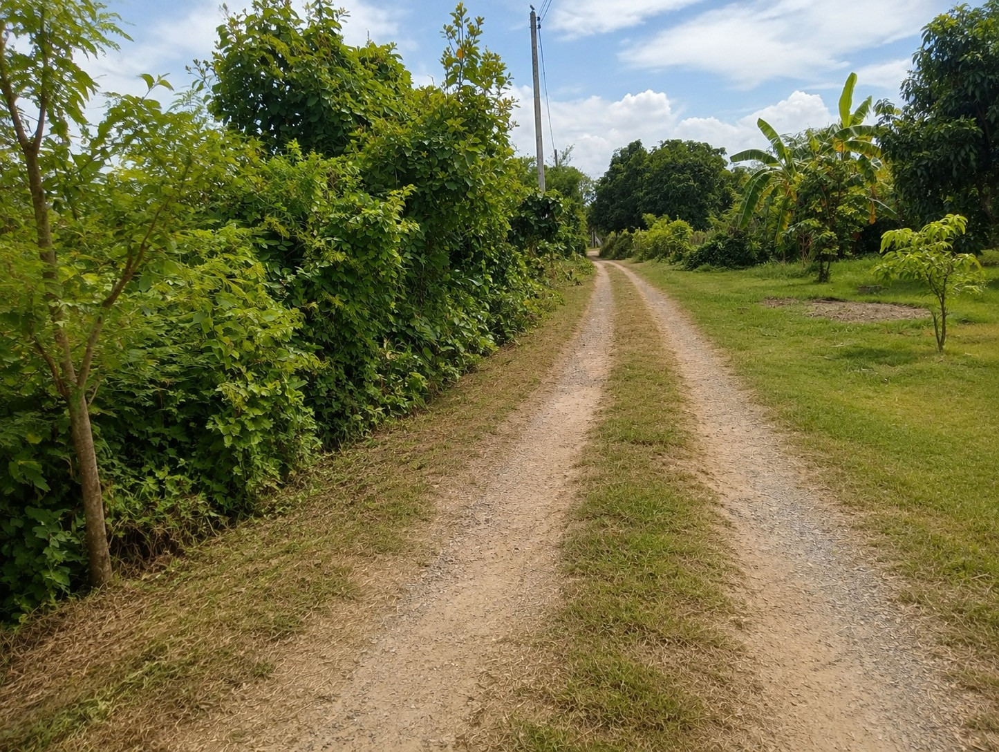 Land for sale with mango garden – รูปที่ 4