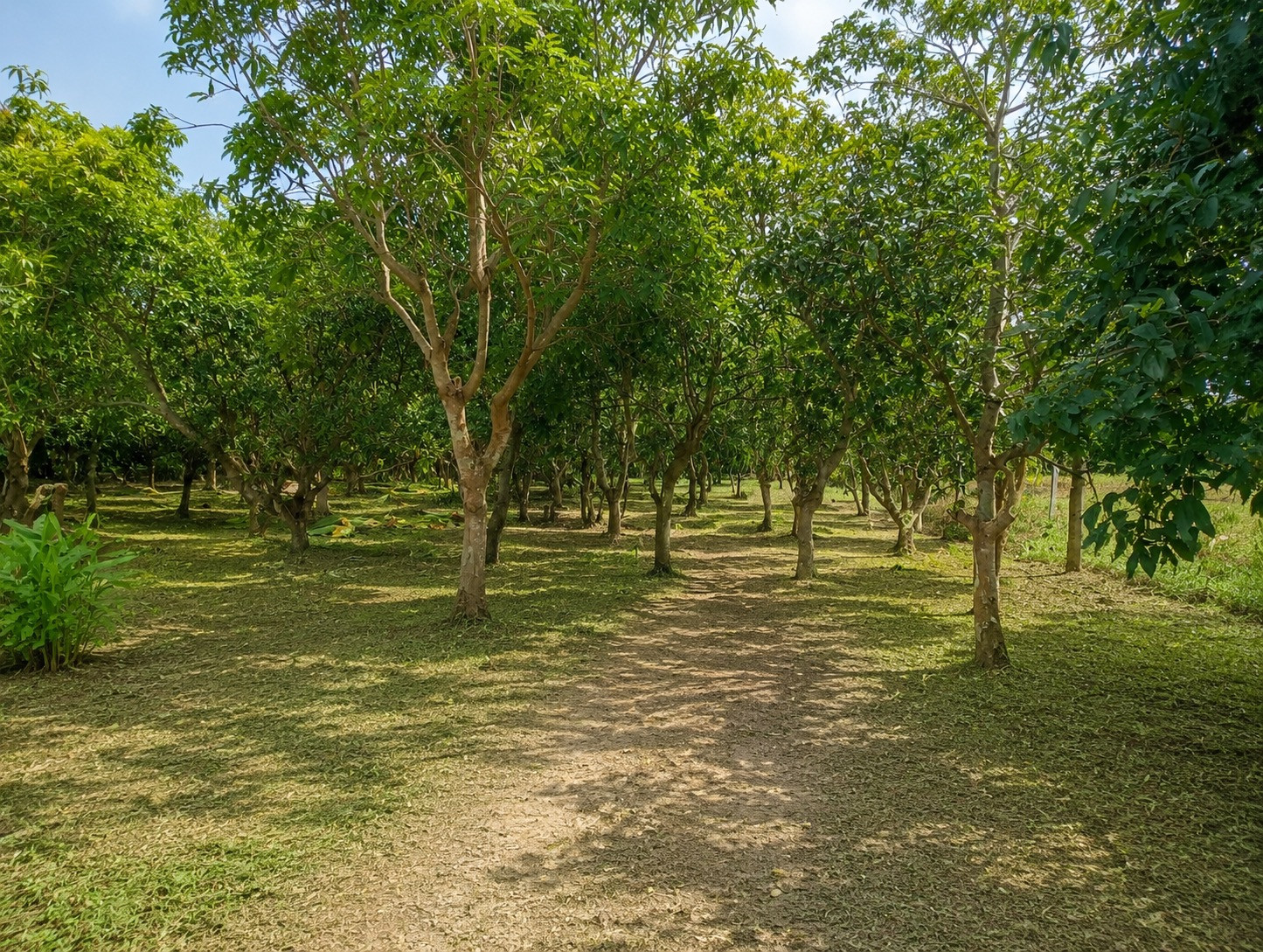 Land for sale with mango garden – รูปที่ 3