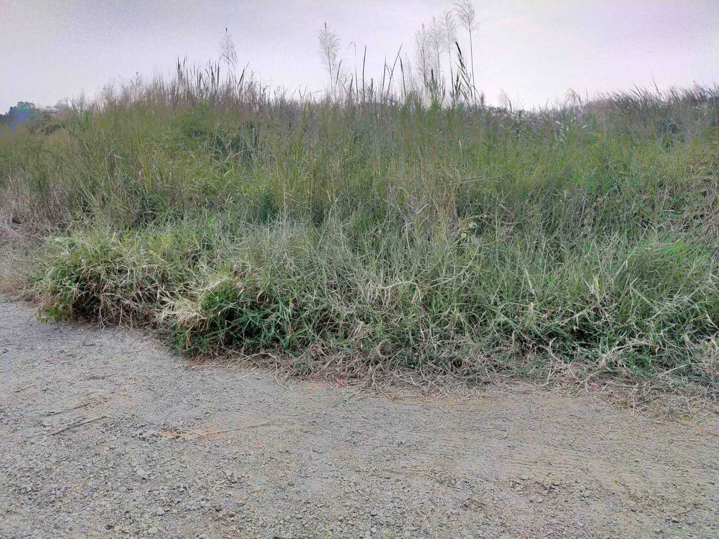 Land for Sale in Soi Mahachai, Bangna-Trad Rd. KM.10 Near Mega Bangna – รูปที่ 3