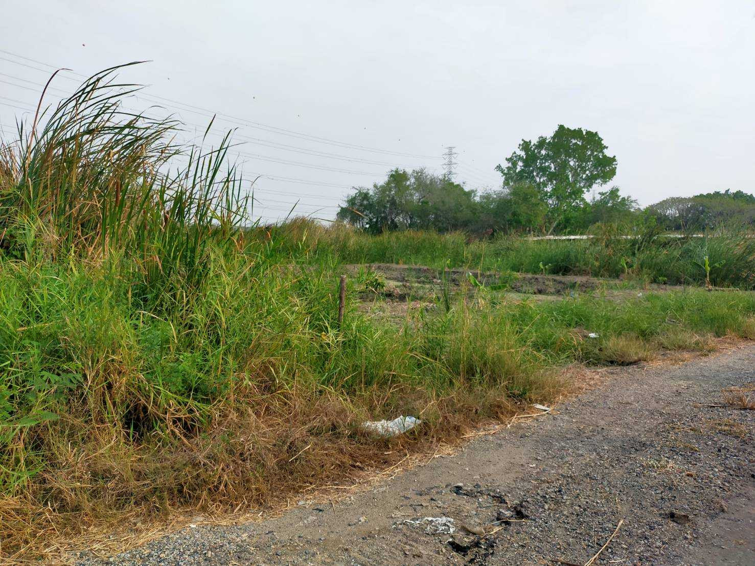 ขายที่ดิน ซอยมหาชัย ถ.บางนา-ตราด กม.10 96 ตร.ว. ใกล้ เมกา บางนา – รูปที่ 2