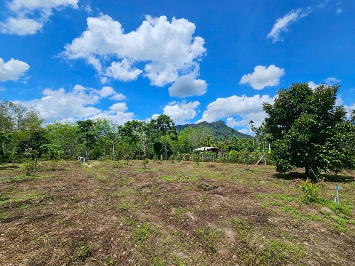Land for sale 3-3-45 rai. Mountain views with orchards. The way to Kiriwong Thom Village. Land for sale 3-3-45 rai. Mountain views with orchards. The way to Kiriwong Thom Village.