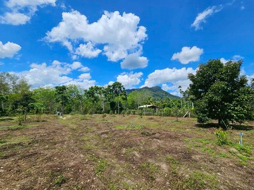 Land for sale 3-3-45 rai. Mountain views with orchards. The way to Kiriwong Thom Village.