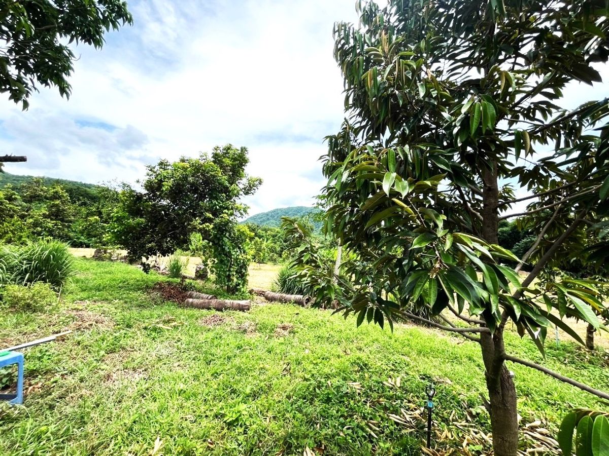 Land for sale, durian orchard, rambutan, 1 rai 1 ngan, Lom Sak, Phetchabun, near Phetchabun airport. – รูปที่ 2