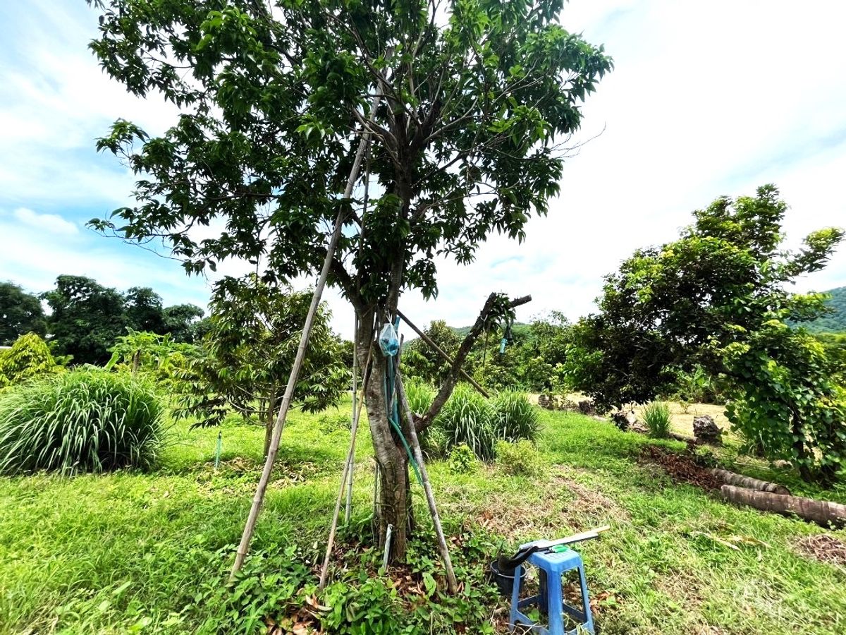 Land for sale, durian orchard, rambutan, 1 rai 1 ngan, Lom Sak, Phetchabun, near Phetchabun airport. – รูปที่ 4