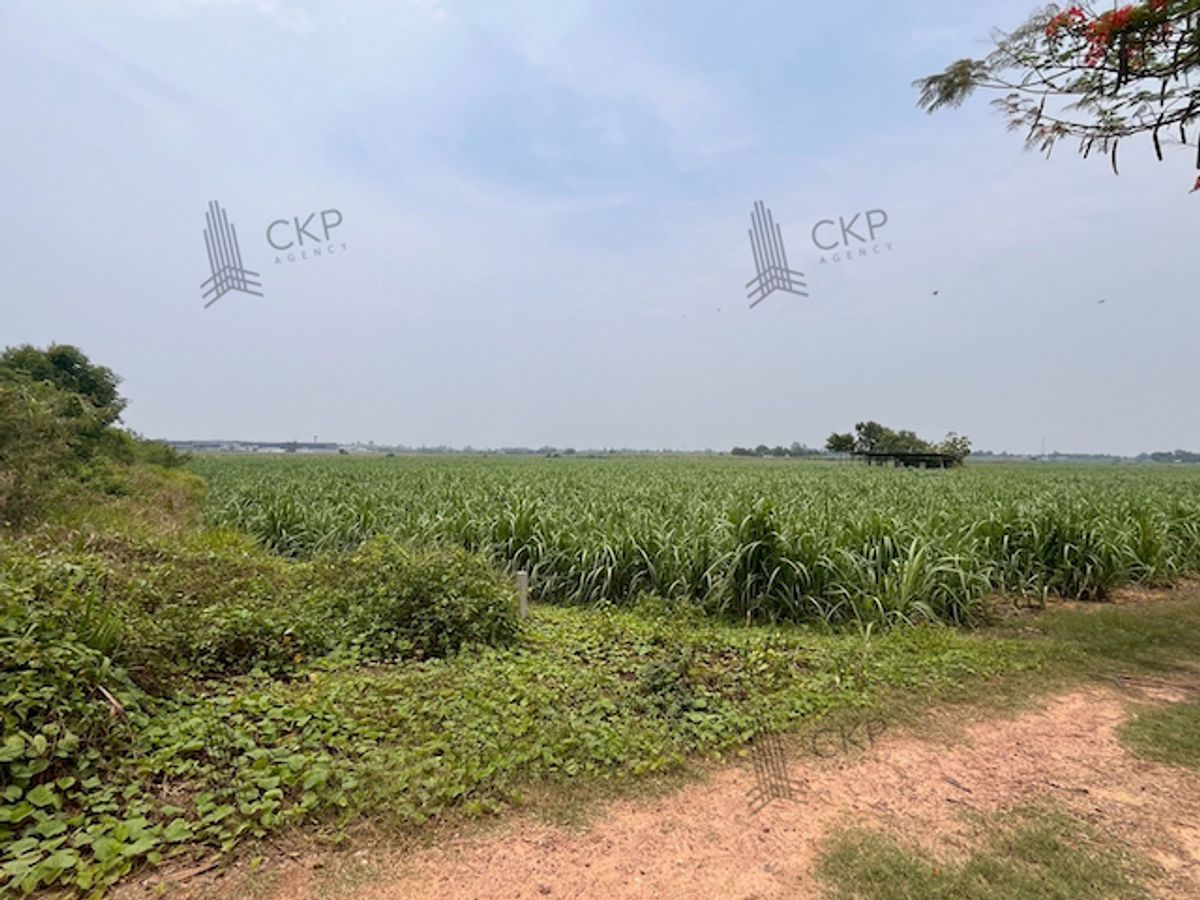 Large vacant land near Kasetsart University, Kamphaeng Saen Campus, near Kamphaeng Saen District. Large vacant land near Kasetsart University, Kamphaeng Saen Campus, near Kamphaeng Saen District.