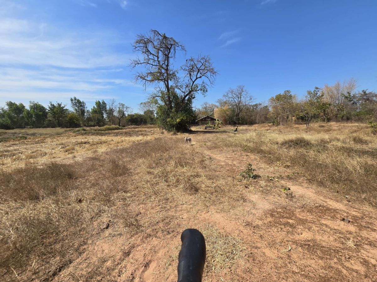 🏡 Large plot of land for sale Natural view of the eyes, the people of Khon Kaen Province - Suitable for making a house, garden, homestay – รูปที่ 3