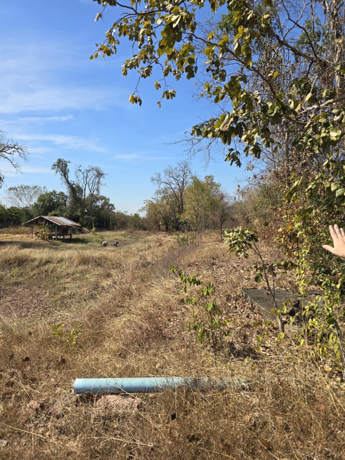 🏡 Large plot of land for sale Natural view of the eyes, the people of Khon Kaen Province - Suitable for making a house, garden, homestay – รูปที่ 4