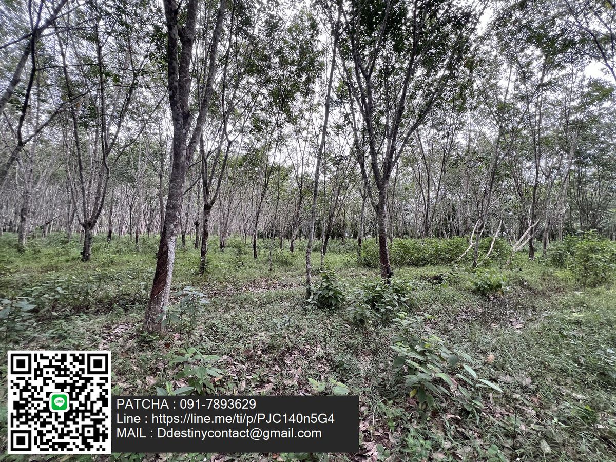Beautiful land for sale with 9-2-31 rai of rubber plantations. Can be cut and then good location, Lam Thap, Krabi Province. Beautiful land for sale with 9-2-31 rai of rubber plantations. Can be cut and then good location, Lam Thap, Krabi Province.