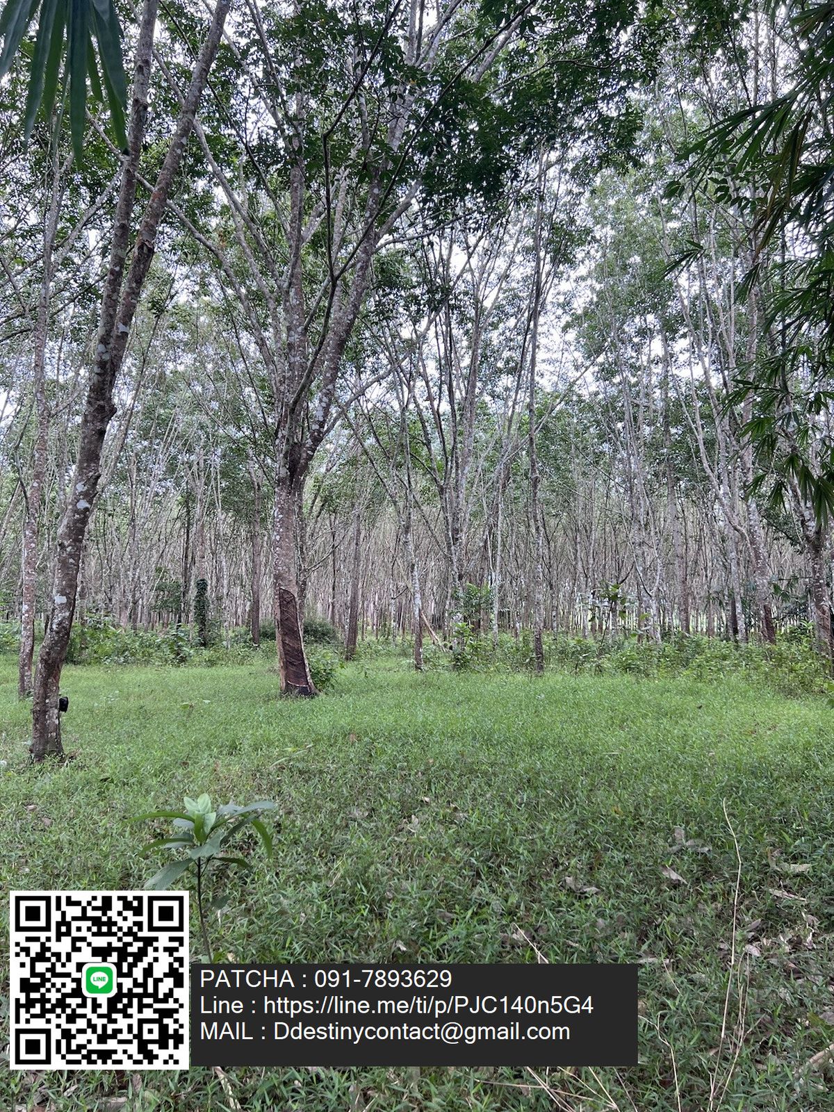 Beautiful land for sale with 9-2-31 rai of rubber plantations. Can be cut and then good location, Lam Thap, Krabi Province. – รูปที่ 3