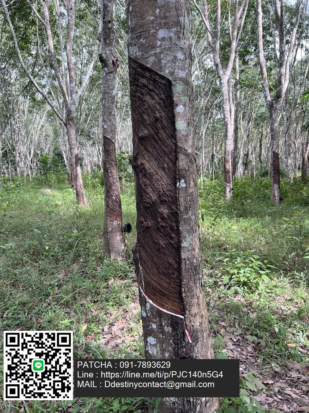 Beautiful land for sale with 9-2-31 rai of rubber plantations. Can be cut and then good location, Lam Thap, Krabi Province. – รูปที่ 4