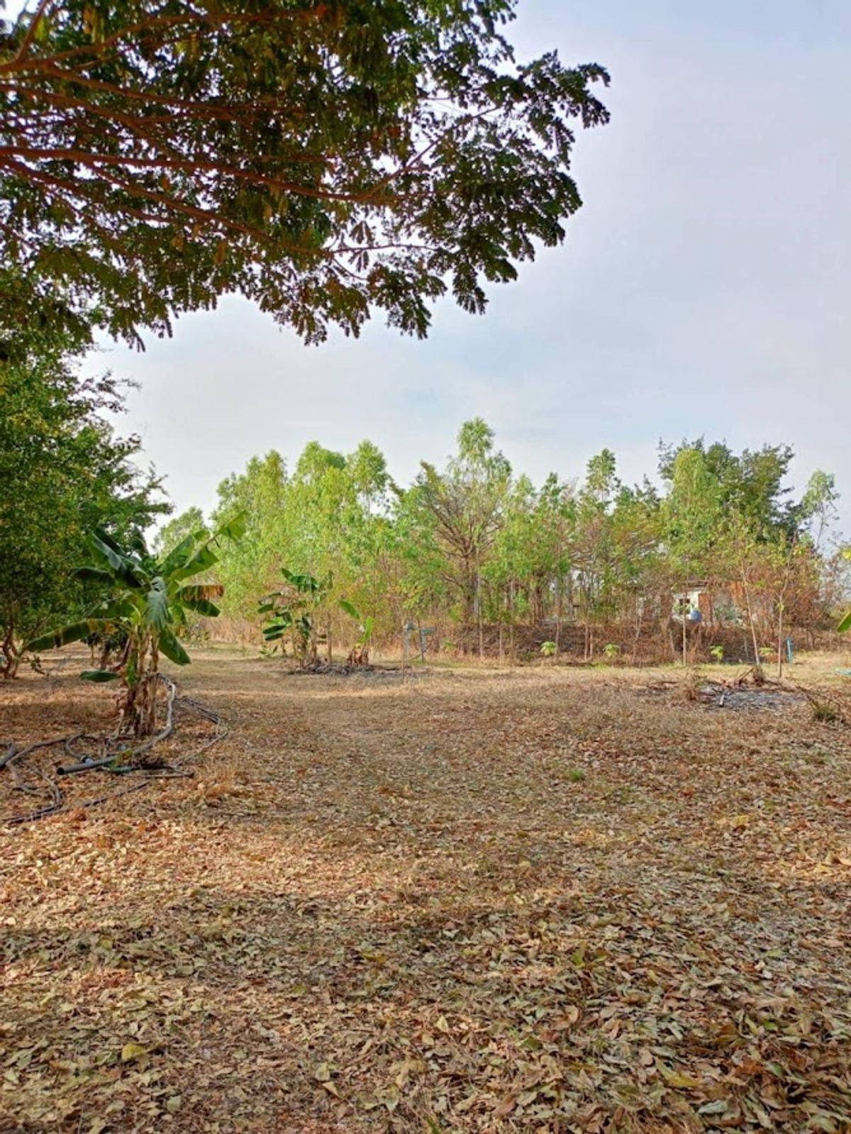 Lop Buri Land for sale Phatthana Nikhom District has a resort house with an area of ​​15-0-12.6 Rai Road 21, Saraburi-Lom Sak Near the Pasak Chonlasit Dam – รูปที่ 4
