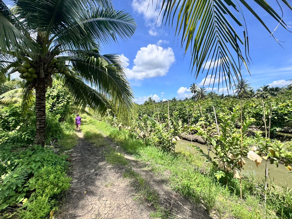 Land for sale, fruit orchard, Sam Phran District Khlong Chinda, Nakhon Pathom 25 Rai Land for sale, fruit orchard, Sam Phran District Khlong Chinda, Nakhon Pathom 25 Rai