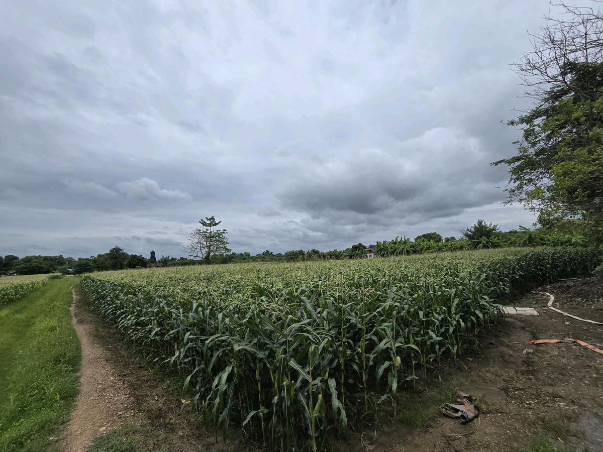 Mae Rim Land Land, Big Rd. 4 lane, Mae Rim - Mae Taeng Province, Chiang Mai Province – รูปที่ 4