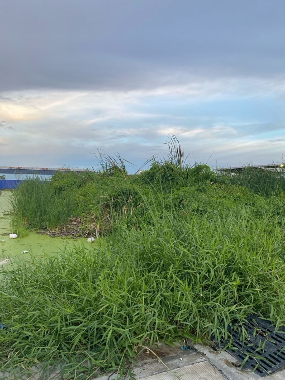 ให้เช่าที่ดิน ใกล้สนามบินสุวรรณภูมิ, กำลังจะถมที่ดิน – รูปที่ 3