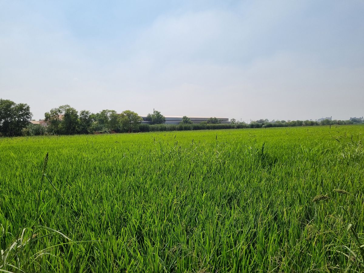 Land for sale 14 rai, Pathum Thani, Khlong Nueng, Khlong Luang, Golden location, near Thai Mega Home Market and Phatra-Thonburi Hospital – รูปที่ 3