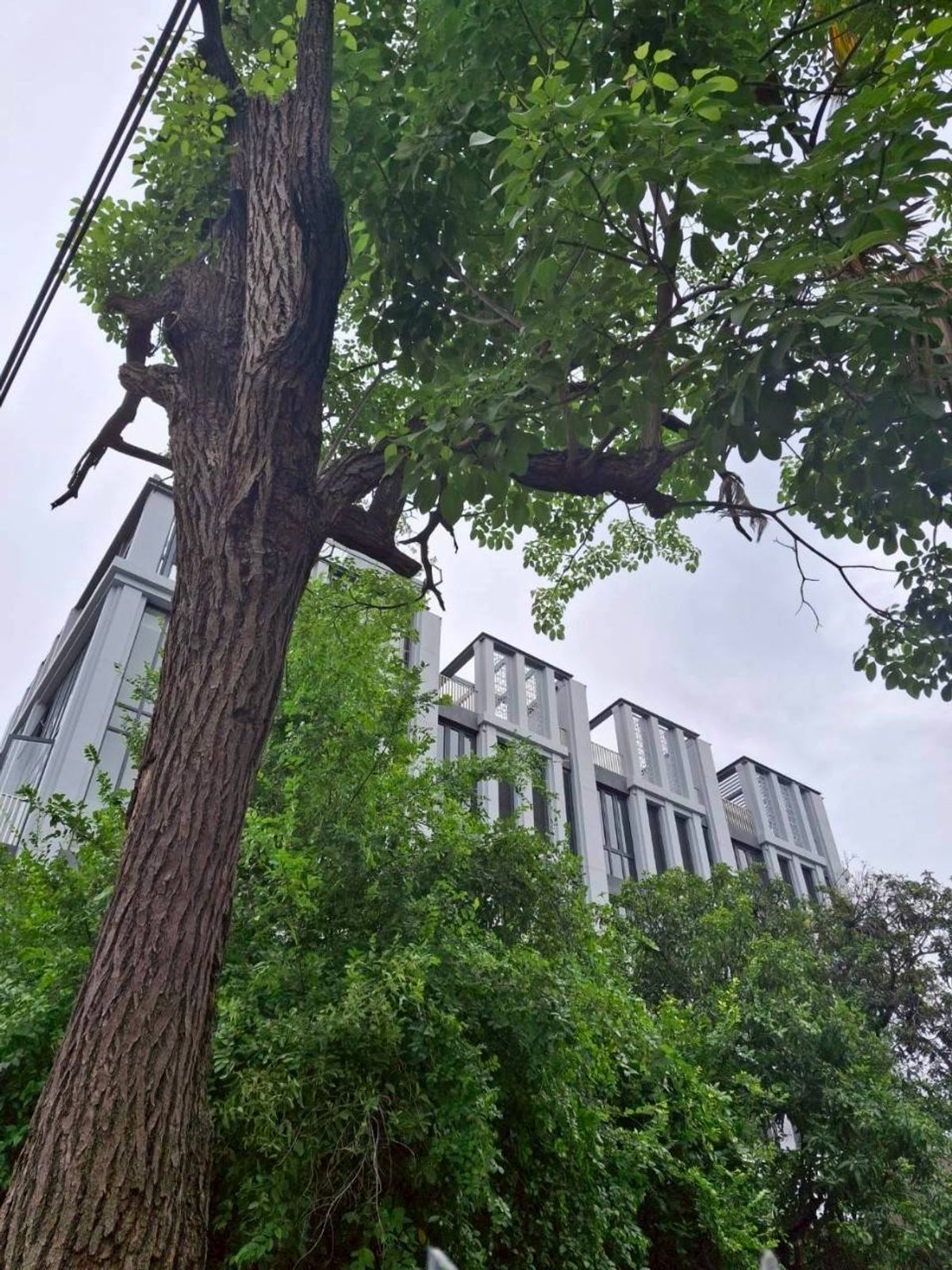 ♦ Rare Unit Townhome ♦ 4 layers | Land size 26.81 sq.w. Usable area 407.00 sq.m. | 3 bedrooms, 4 bathrooms, 3 parking spaces | Near Thonglor- Ekamai Lifestyle, J Avenue Thonglor – รูปที่ 2