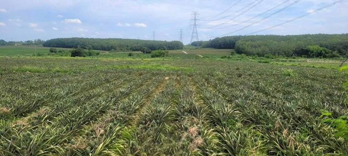 Land for sale in Khao Khan Sriracha, beautiful plot, making a nearby Rachana Snoo, Bo Win 2 Land for sale in Khao Khan Sriracha, beautiful plot, making a nearby Rachana Snoo, Bo Win 2