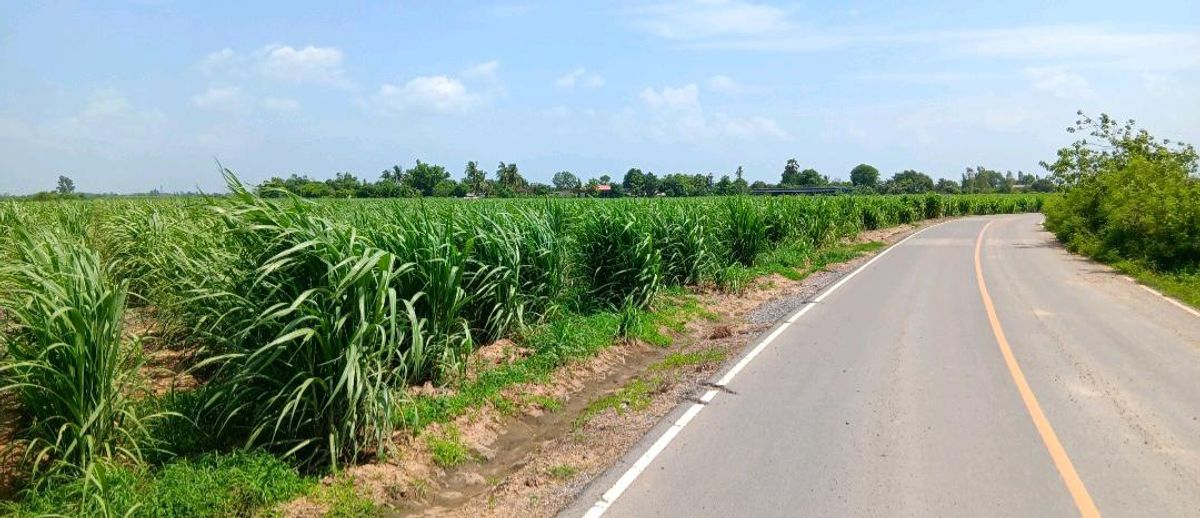 Land for sale 39 rai 84 sq.w., next to the Tubble Road, Khlong Irrigation, Nong Krathum, Kamphaeng Saen Land for sale 39 rai 84 sq.w., next to the Tubble Road, Khlong Irrigation, Nong Krathum, Kamphaeng Saen