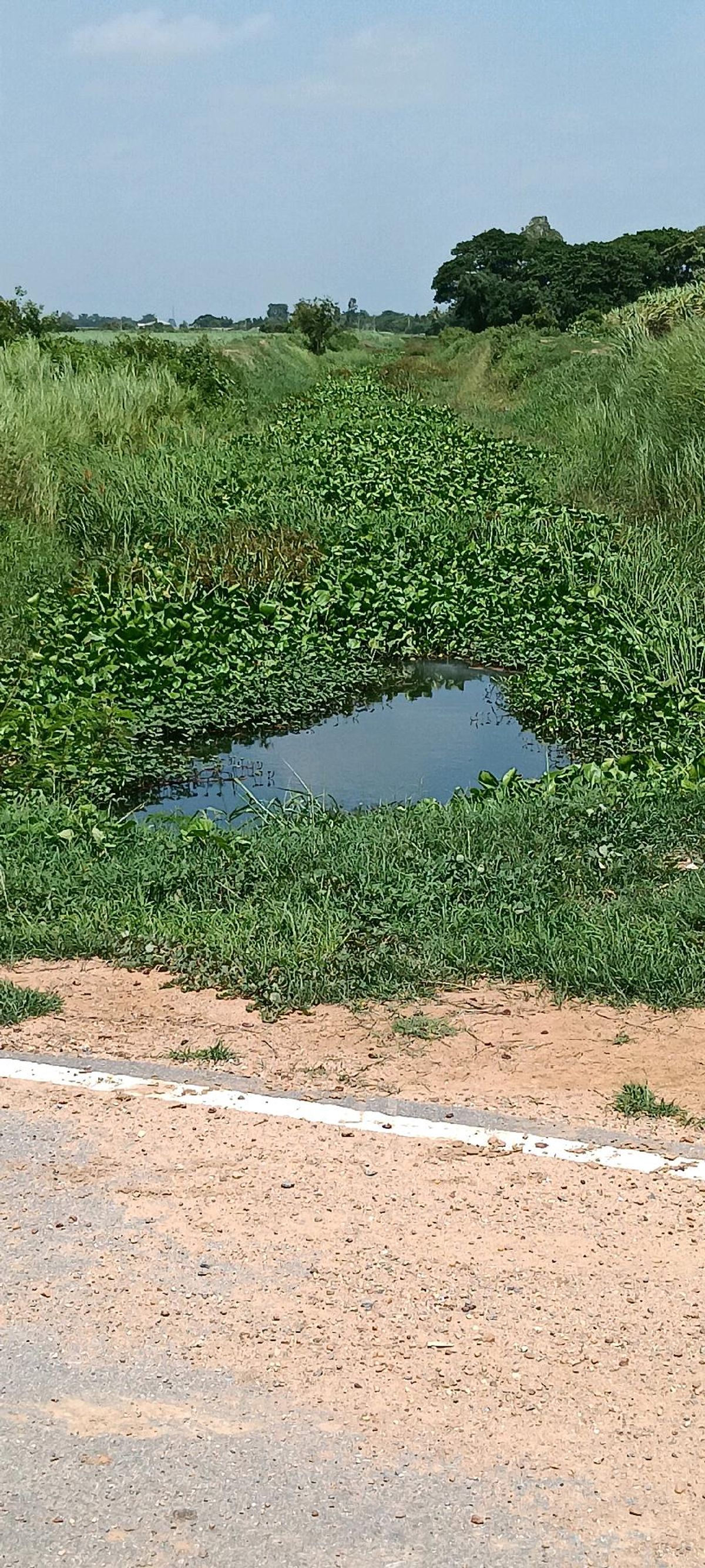Land for sale 39 rai 84 sq.w., next to the Tubble Road, Khlong Irrigation, Nong Krathum, Kamphaeng Saen – รูปที่ 2