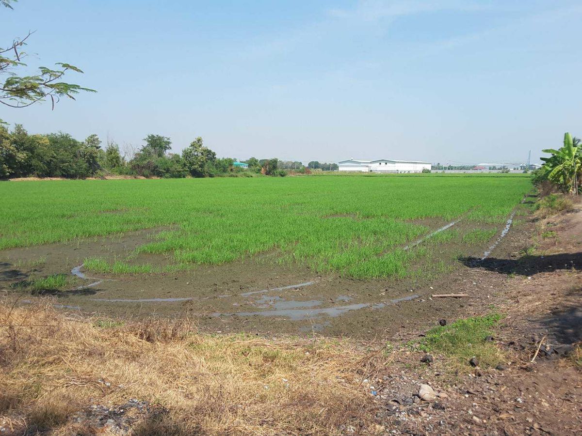 ขาย ที่ดิน 11 ไร่ 12 ตร.ว. ท้ายเกาะ สามโคก ปทุมธานี  – รูปที่ 3