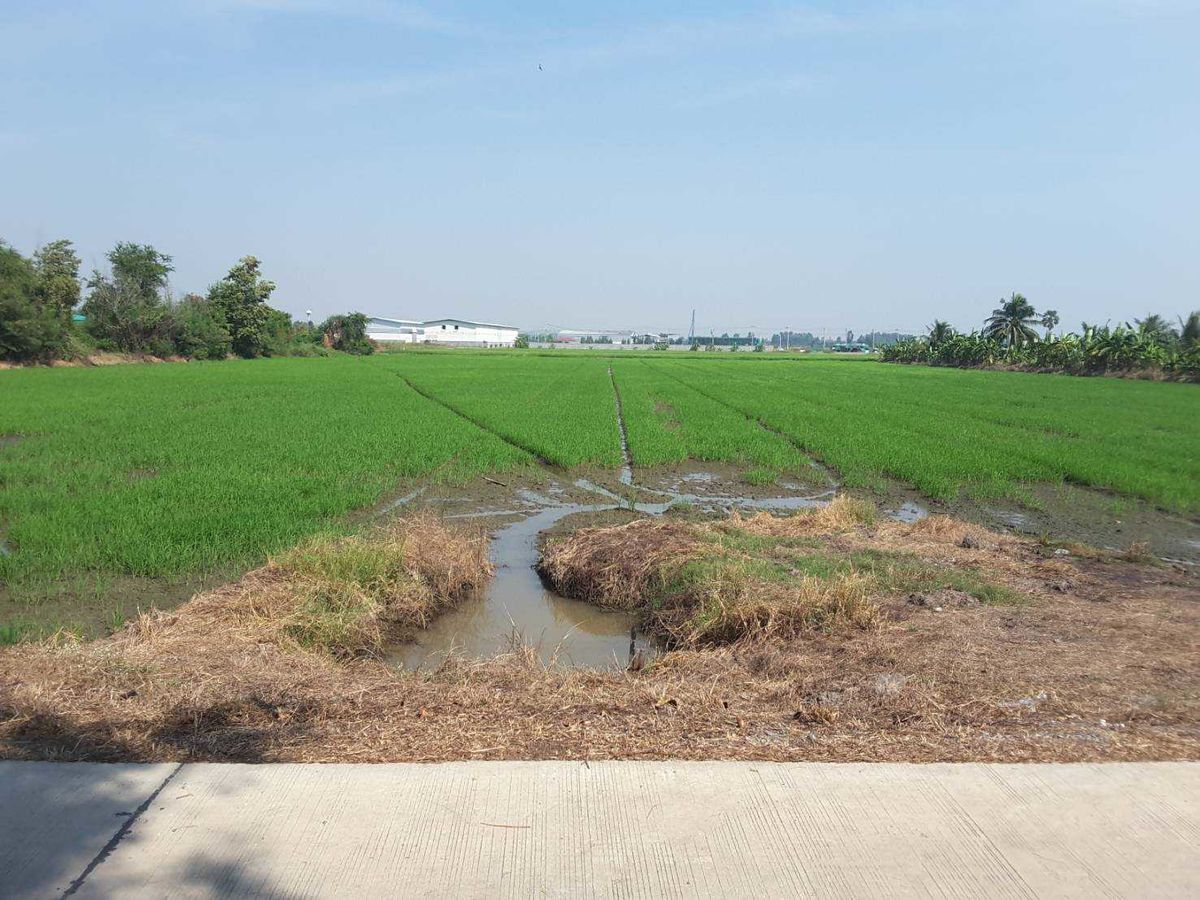ขาย ที่ดิน 11 ไร่ 12 ตร.ว. ท้ายเกาะ สามโคก ปทุมธานี  – รูปที่ 4