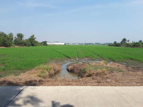 Land for sale 11 rai 12 sq.w., the end of the island of Sam Khok Pathum Thani