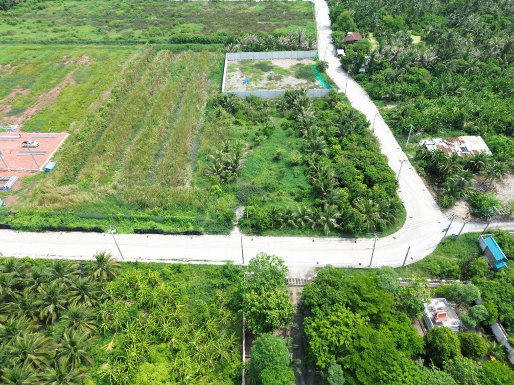 ขาย ที่ดิน 200 ตรว อนามัยงามเจริญ25  ใกล้ถ.พุทธบุชา แค่ 1.3 กม. DD – รูปที่ 4
