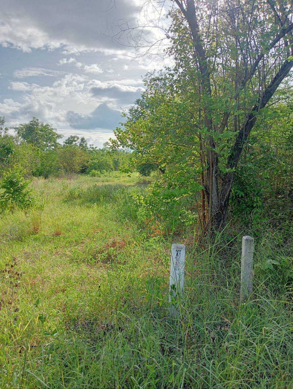 Land for Sale: 32 Rai 3 Ngan 32 sq.w. on Phahonyothin Road, near Wat Dong Lan – รูปที่ 3