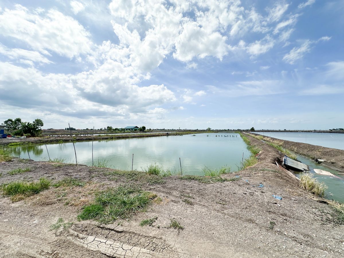 Land for sale, Suphan Buri, Song Phi Nong - 6 Rai 3, 72 sq.w., next to the public road. About 1.2 km from the main road Land for sale, Suphan Buri, Song Phi Nong - 6 Rai 3, 72 sq.w., next to the public road. About 1.2 km from the main road