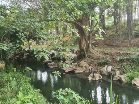 ขาย ที่ดิน ต.พญาเย็น อ.ปากช่อง 47 ไร่ ติดคลอง มีน้ำตลอดปี หายาก – รูปที่ 4