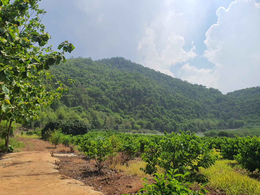 ขาย ที่ดิน เขาใหญ่ ต.​หนองน้ำแดง​ อ.ปากช่อง 11 ไร่ ​ด้านหลังติดภูเขา น่าอยู่มาก​ – รูปที่ 3