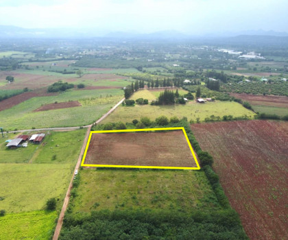 Land for sale in Pong Tao Subdistrict, Pak Chong District, 10 rai. See the most beautiful mountains. Land for sale in Pong Tao Subdistrict, Pak Chong District, 10 rai. See the most beautiful mountains.