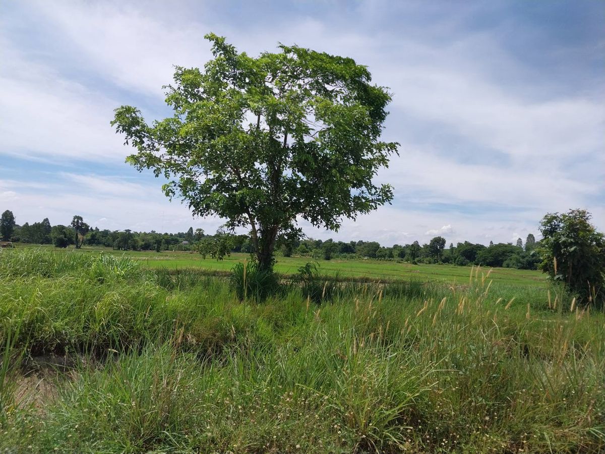 BD 13591 : ที่ดินเปล่า กาฬสินธุ์ – รูปที่ 4
