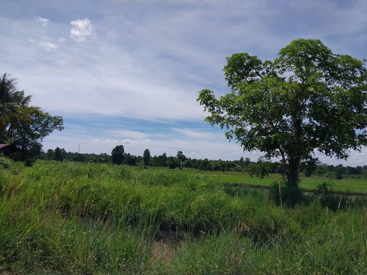 BD 13591 : ที่ดินเปล่า กาฬสินธุ์ – รูปที่ 3