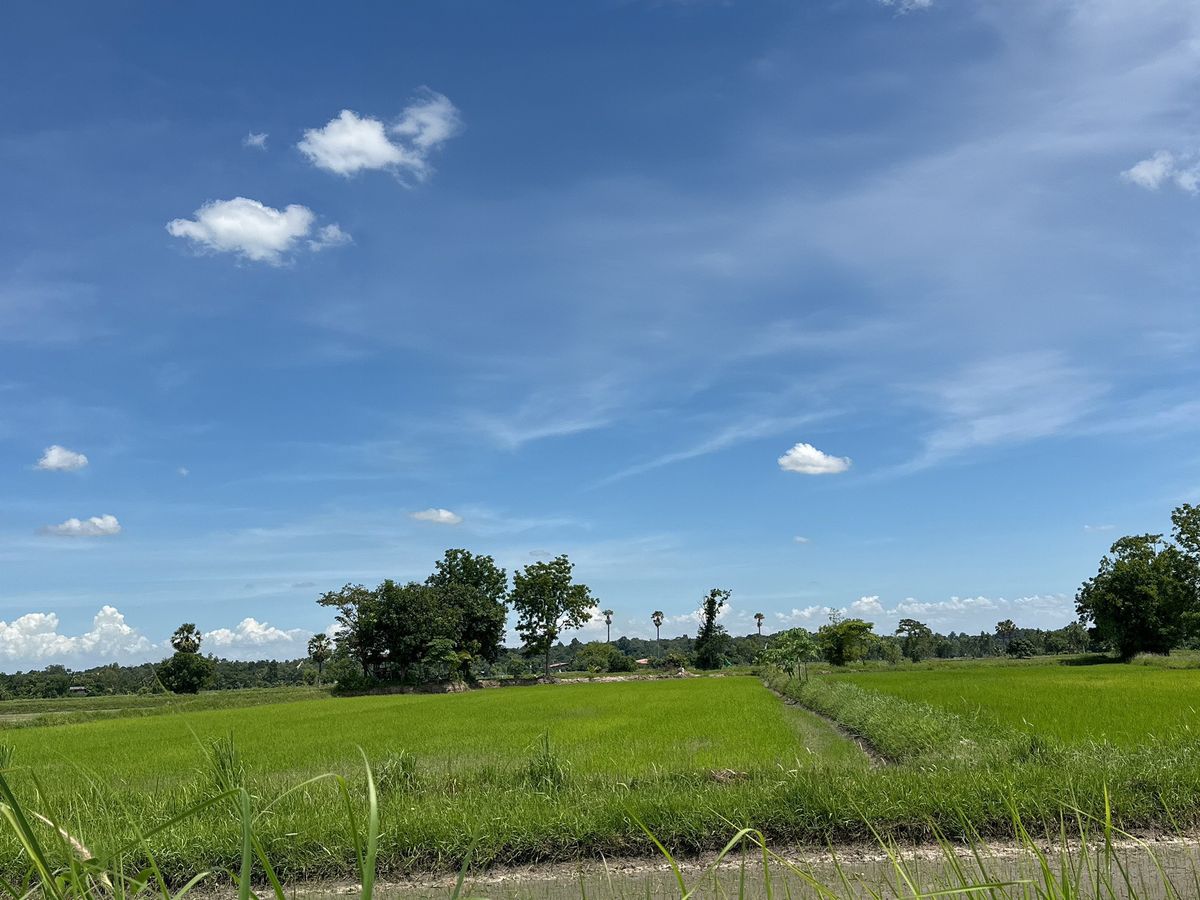BD 13591 : ที่ดินเปล่า กาฬสินธุ์ – รูปที่ 2