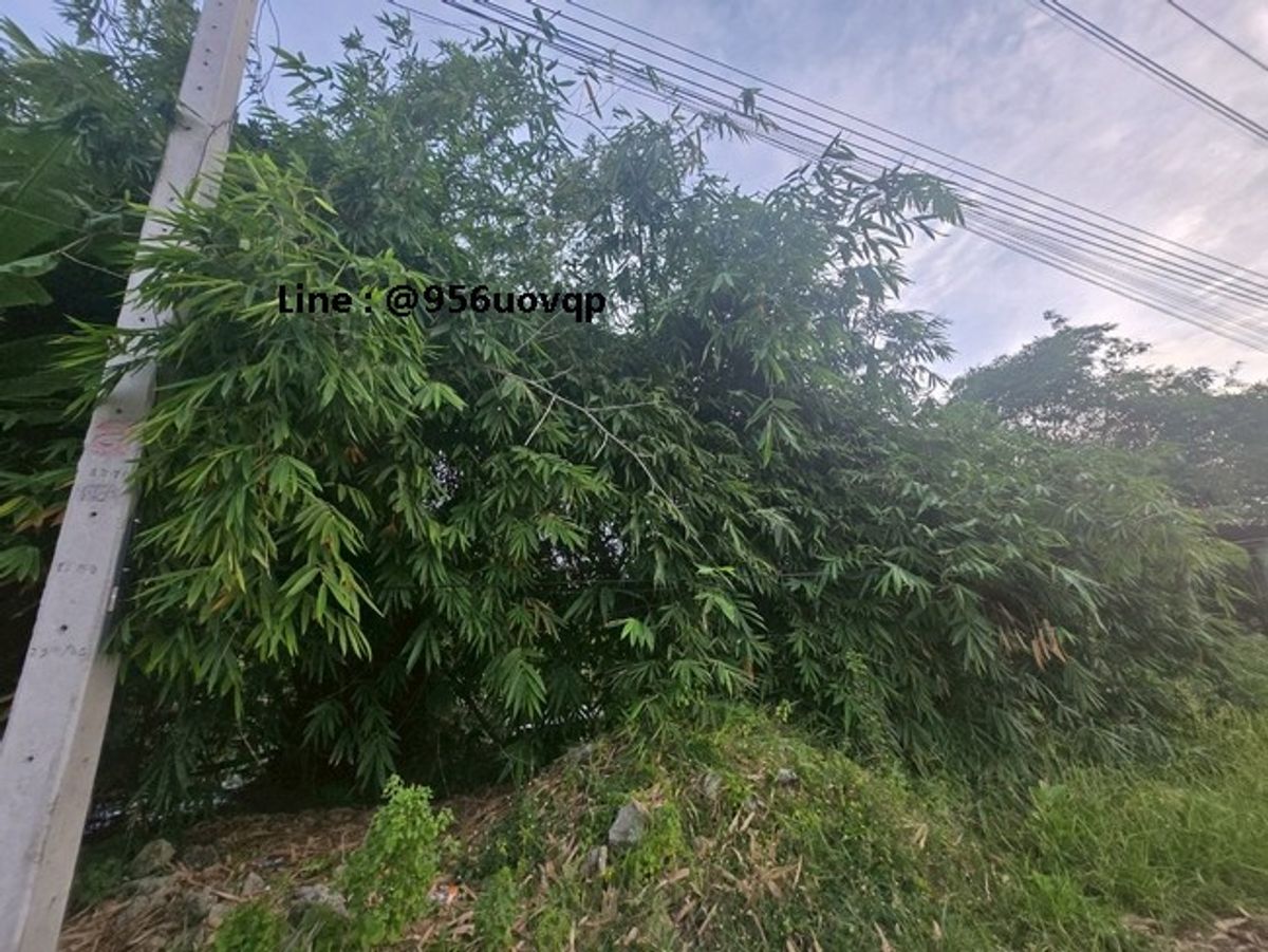 SSS502 Land for sale in Khlong 3 Khlong Luang, near Dhammakaya Temple Line:  @956uovqp – รูปที่ 3