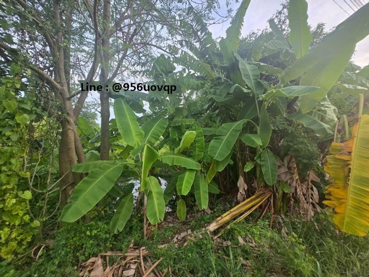 SSS502 Land for sale in Khlong 3 Khlong Luang, near Dhammakaya Temple Line:  @956uovqp – รูปที่ 2