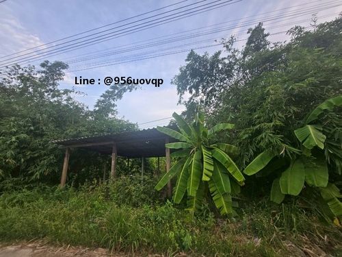 sss502 ขายที่ดิน คลอง 3 คลองหลวง ใกล้วัดธรรมกาย ตลาดไท  Line:  @956uovqp