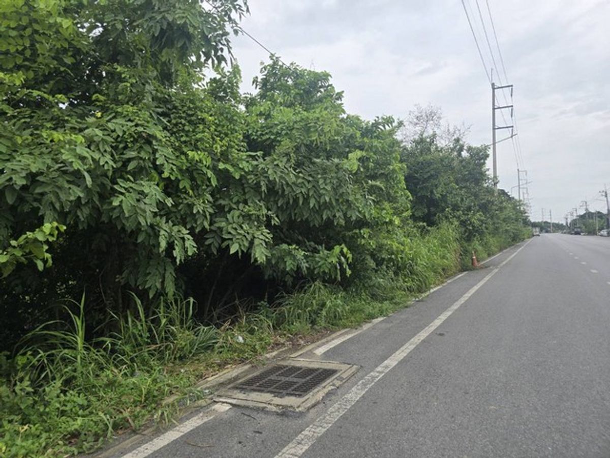ขายที่ดินเปล่า 8-3-73.3 ไร่ ถนนสวนพริกไทย แยกตึกเหลือง เมืองปทุมธานี ใกล้วัดเสด็จ – รูปที่ 3