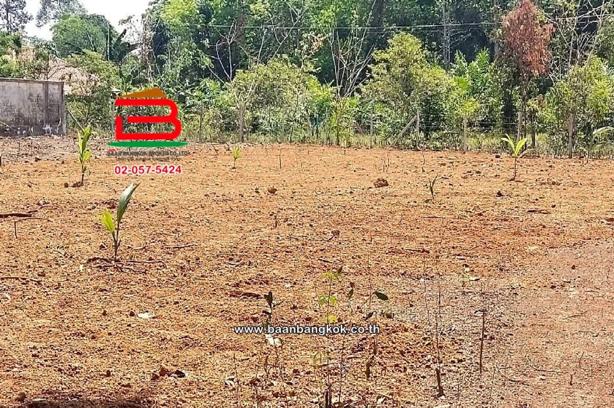 ที่ดินเปล่า อำเภอควนขนุน เนื้อที่ 950 ตร.ว ถนนควนขนุน-พัทลุง ตำบลควนขนุน อำเภอควนขนุน พัทลุง – รูปที่ 2