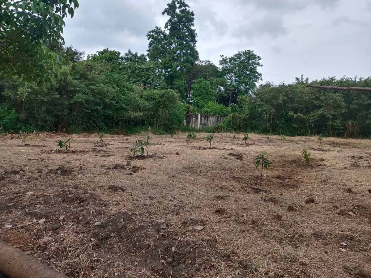 Land for sale 195 sq.w., Rueang Anan Village, Soi Phetkasem 64, Bang Khae Land for sale 195 sq.w., Rueang Anan Village, Soi Phetkasem 64, Bang Khae