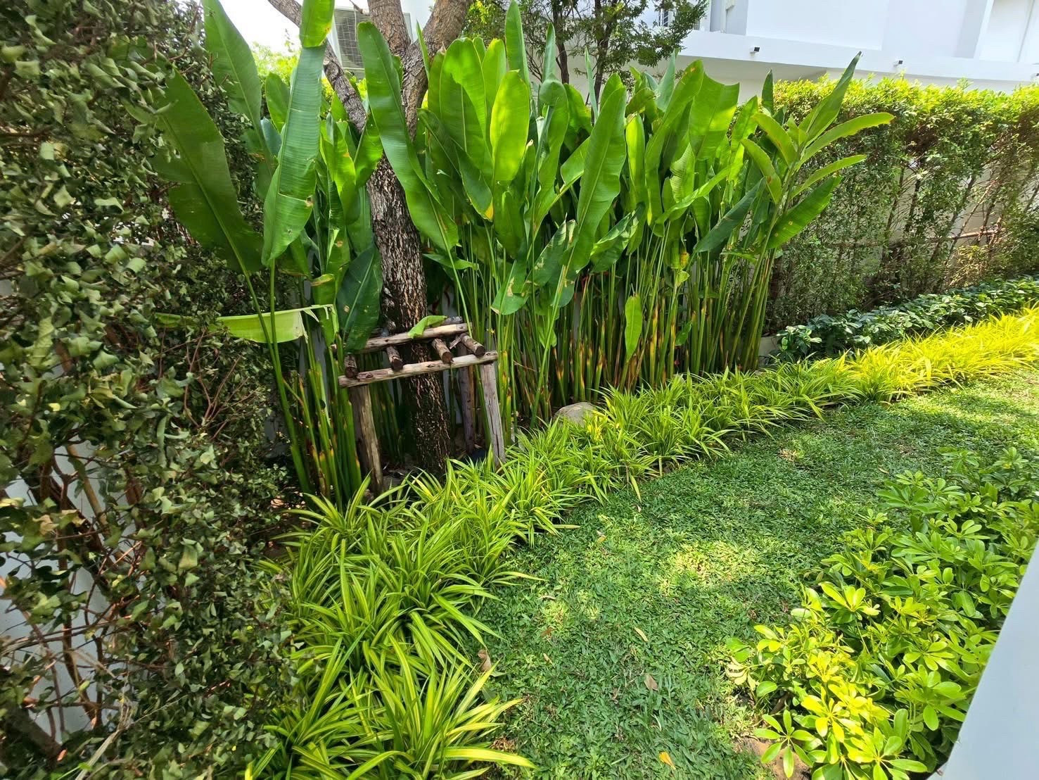 🏡 邦纳高端独栋别墅出租 | Mantana Bangna KM.15 – รูปที่ 3