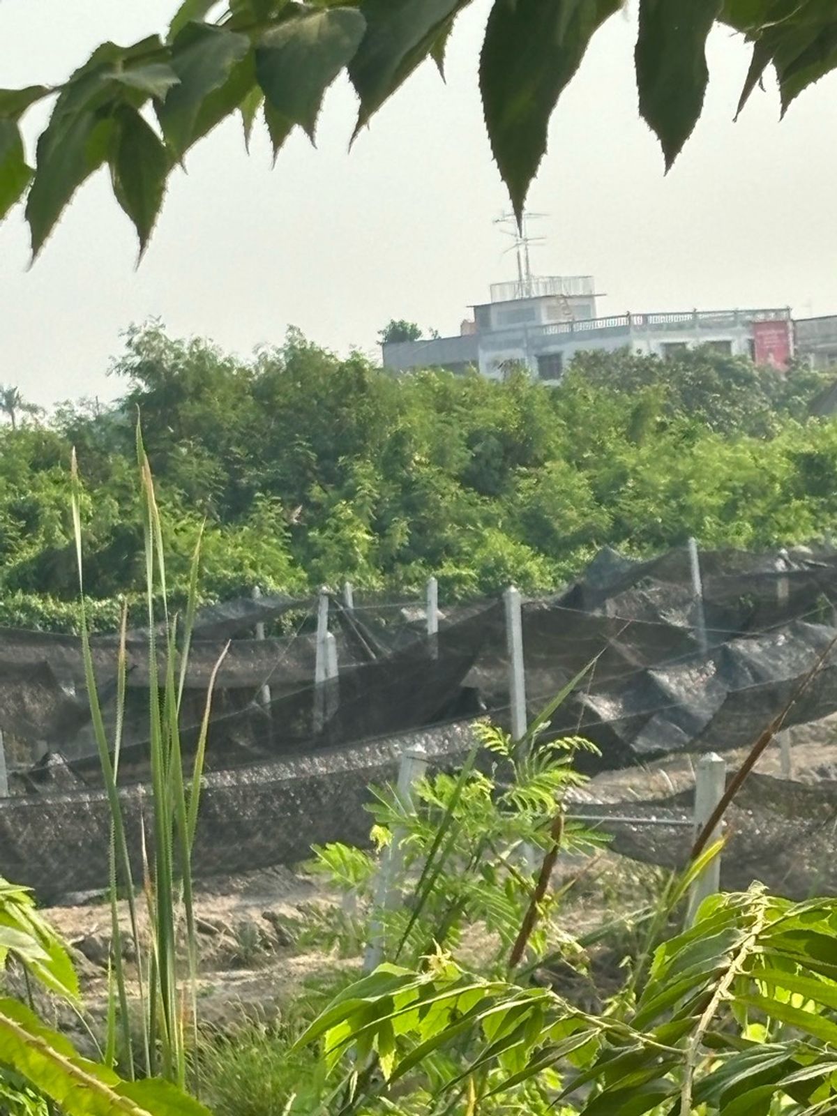 ขายหรือเช่าที่ดินใจกลางเมืองนครปฐม 1,262 ตรว. – รูปที่ 4
