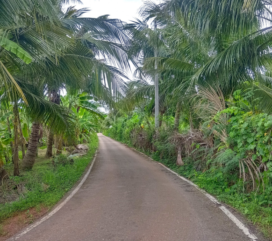 Land for sale, area 6-2-62 rai, Soi Liap Ban Thi, near Mae Klong River, convenient travel, in the heart of Samut Songkhram. – รูปที่ 2